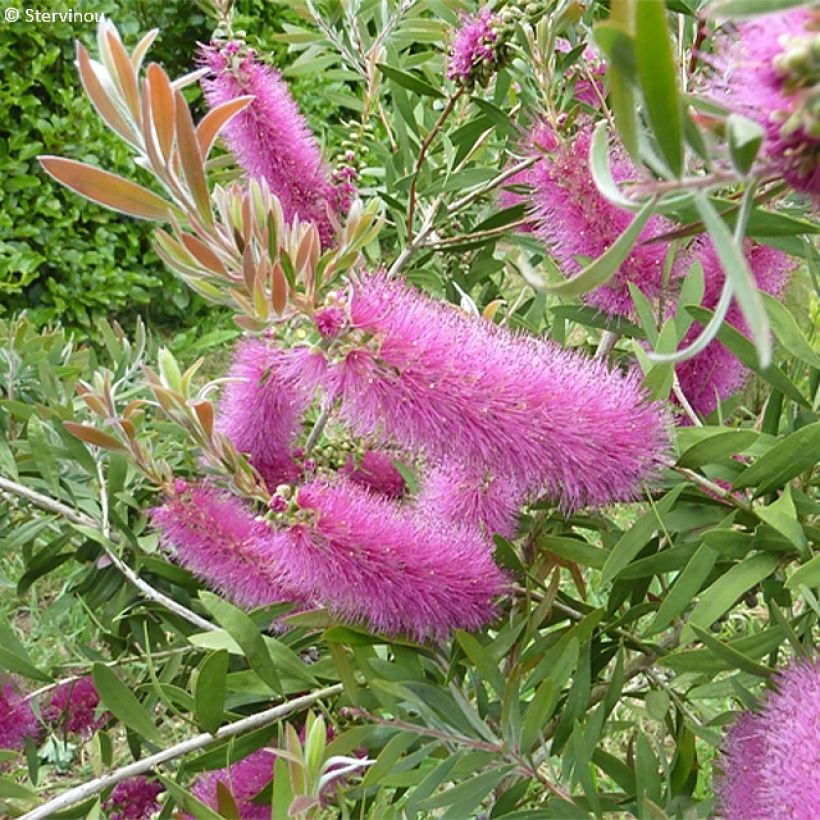 Callistemon salignus Perth Pink - Zylinderputzer (Blüte)