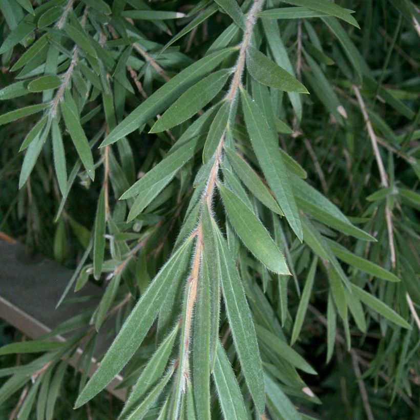 Callistemon viminalis - Zylinderputzer (Laub)