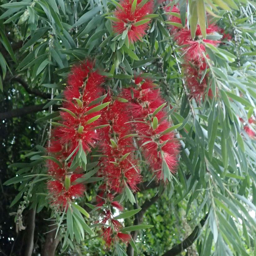 Callistemon viminalis - Zylinderputzer (Blüte)