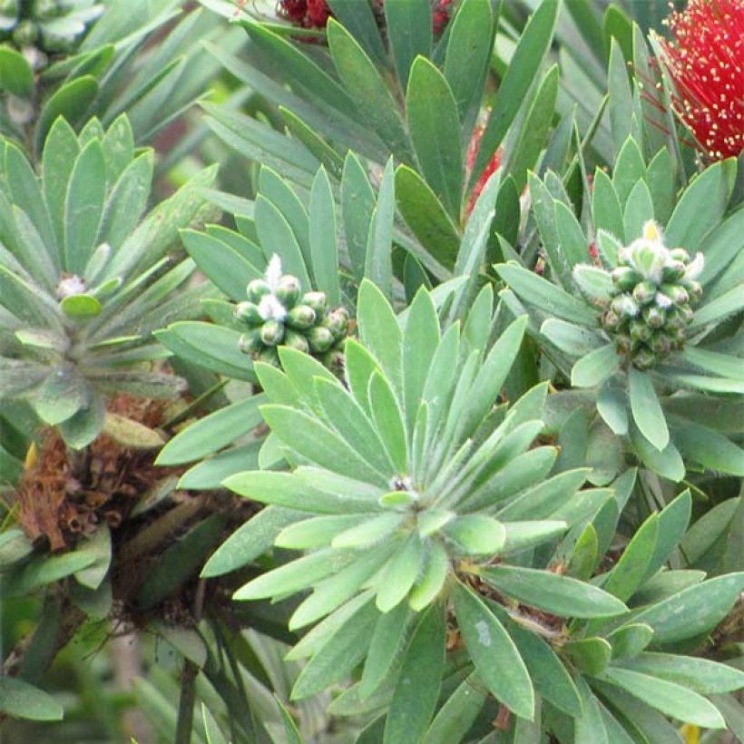 Callistemon viminalis Hot Pink - Zylinderputzer (Laub)