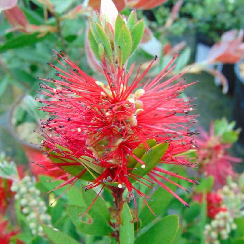 Callistemon laevis - Zylinderputzer (Blüte)