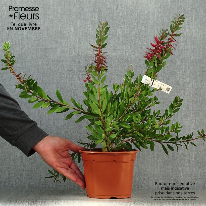 Exemplar von Callistemon laevis - Zylinderputzer wie im Herbst geliefert