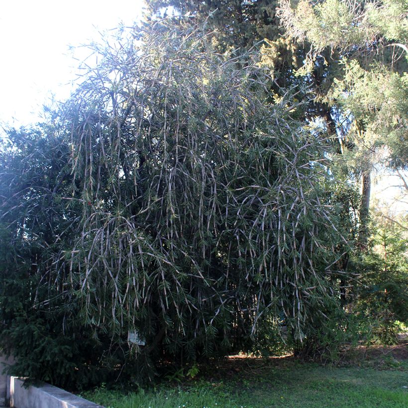 Callistemon laevis - Zylinderputzer (Hafen)