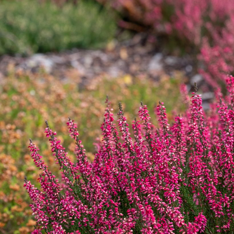 Besenheide Garden Girls Athene - Calluna vulgaris (Hafen)