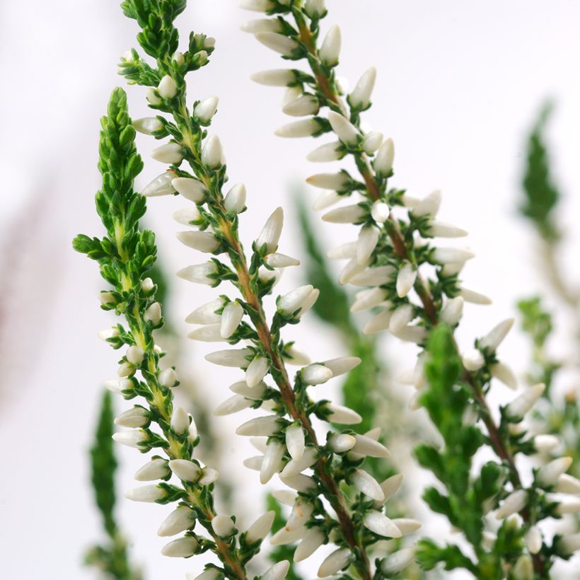 Besenheide Garden Girls Helena - Calluna vulgaris (Blüte)