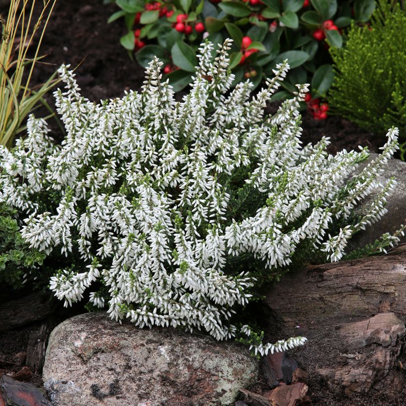 Besenheide Garden Girls Madonna - Calluna vulgaris (Hafen)