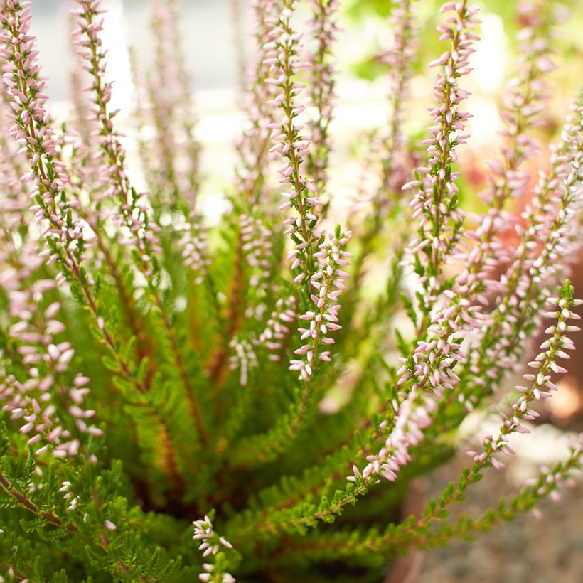 Besenheide Garden Girls Rosita - Calluna vulgaris (Blüte)