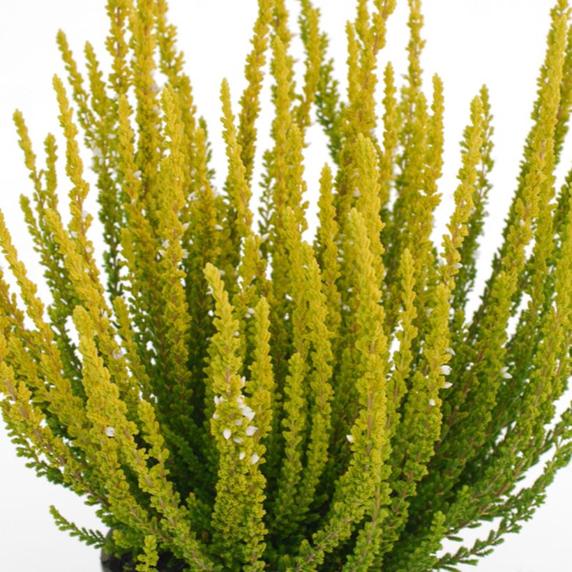 Besenheide Garden Girls Zelda - Calluna vulgaris (Laub)