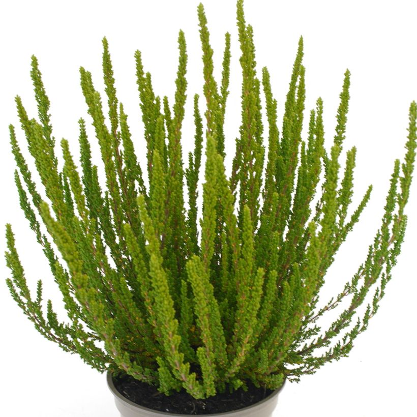 Besenheide Garden Girls Zelia - Calluna vulgaris (Laub)