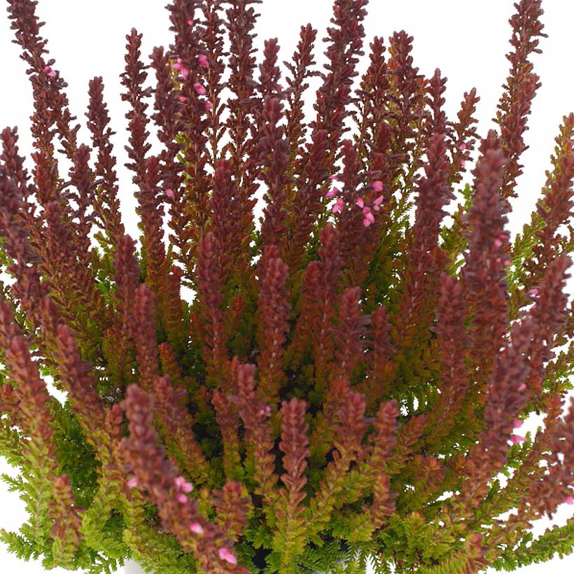 Besenheide Garden Girls Zorina - Calluna vulgaris (Laub)