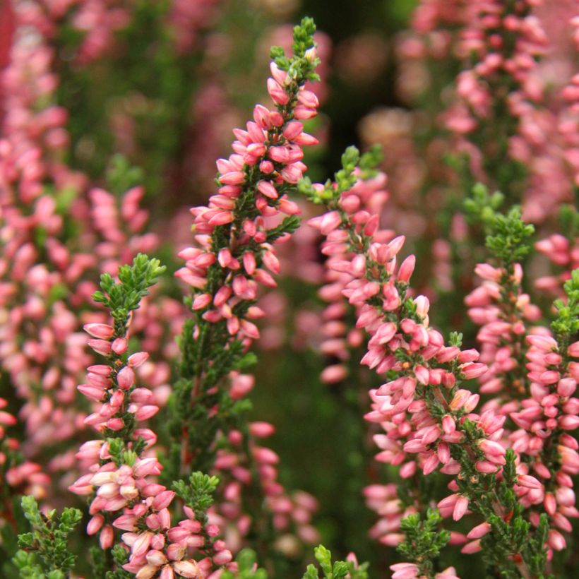 Besenheide Garden Girls Gina - Calluna vulgaris (Blüte)