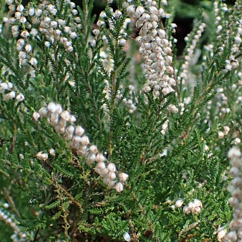 Besenheide Alba - Calluna vulgaris (Laub)