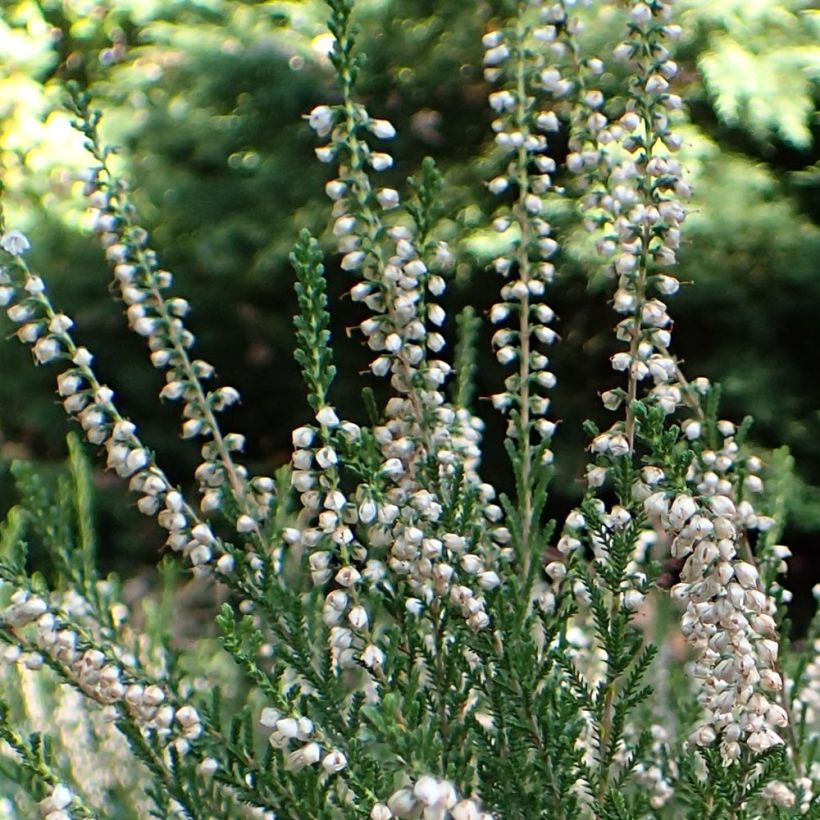 Besenheide Alba - Calluna vulgaris (Blüte)