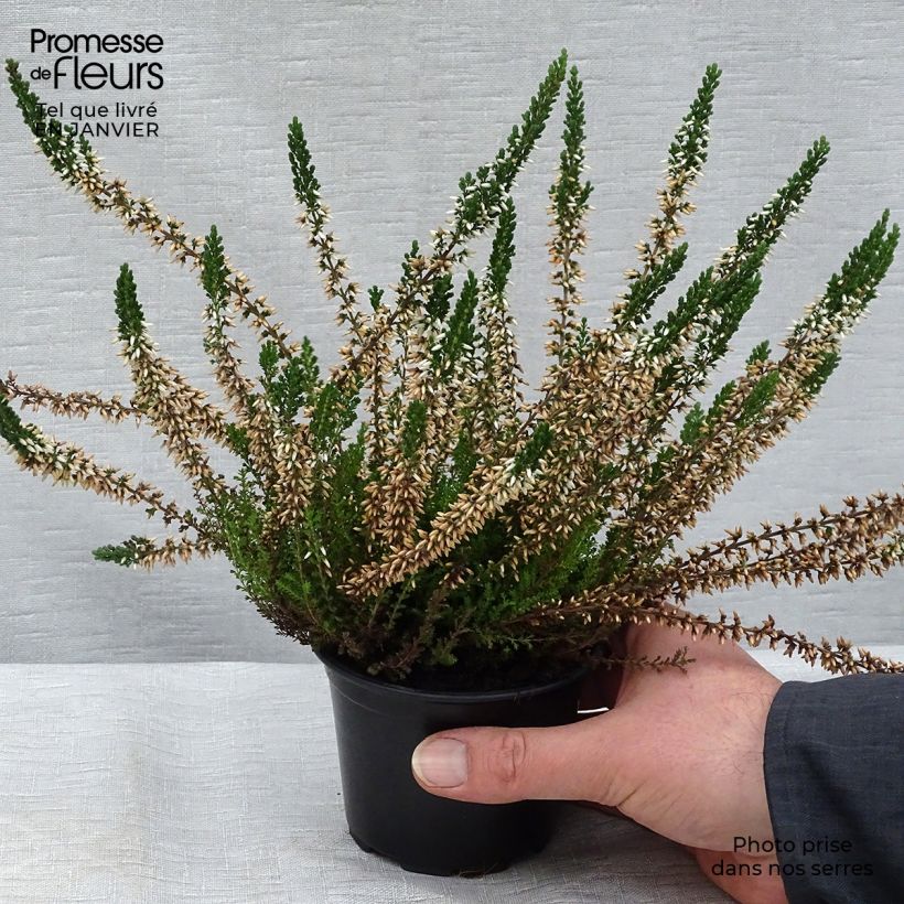 Exemplar von Bruyère d'été - Calluna vulgaris Alba Godet de 8/9cm wie im Winter geliefert