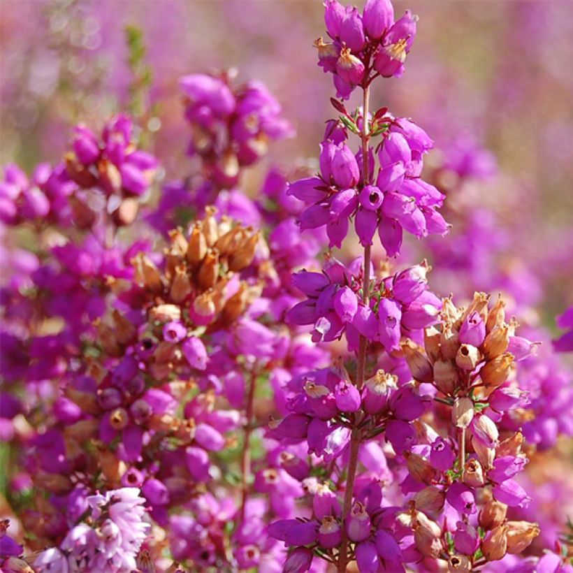 Besenheide Allegro - Calluna vulgaris (Blüte)