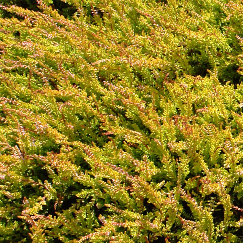 Besenheide Boskoop - Calluna vulgaris (Laub)