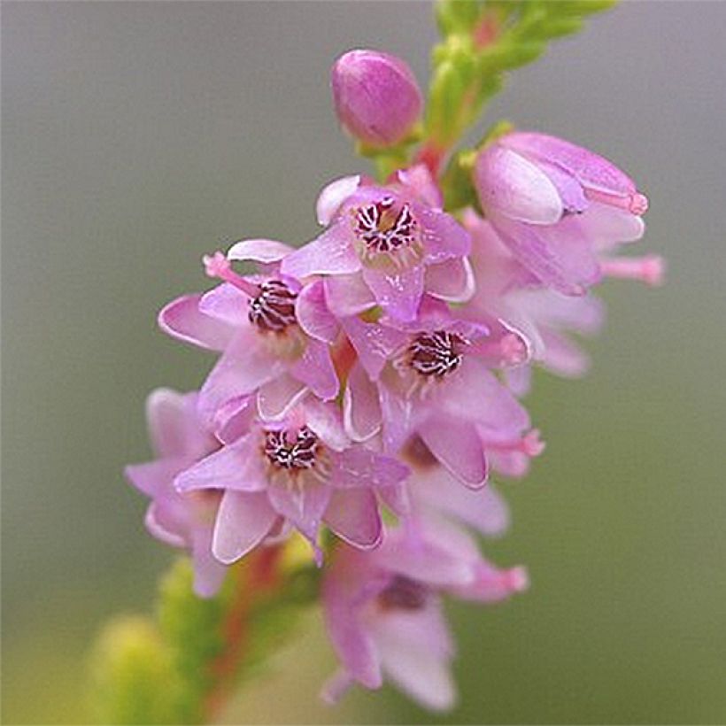 Besenheide Boskoop - Calluna vulgaris (Blüte)