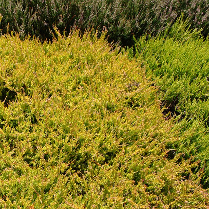 Besenheide Boskoop - Calluna vulgaris (Hafen)