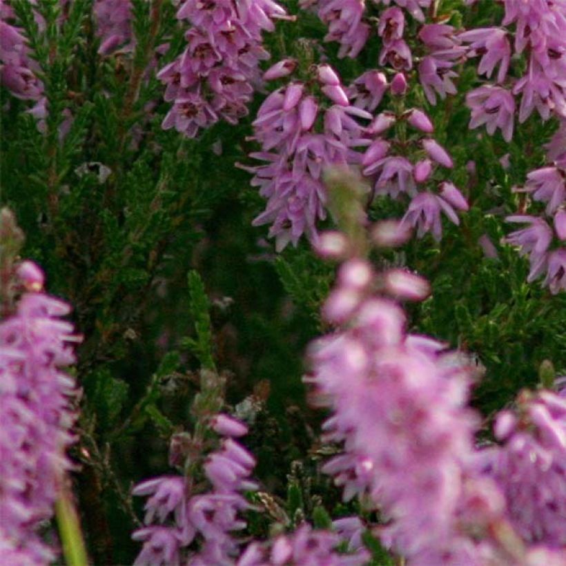 Besenheide H.E Beale - Calluna vulgaris (Laub)