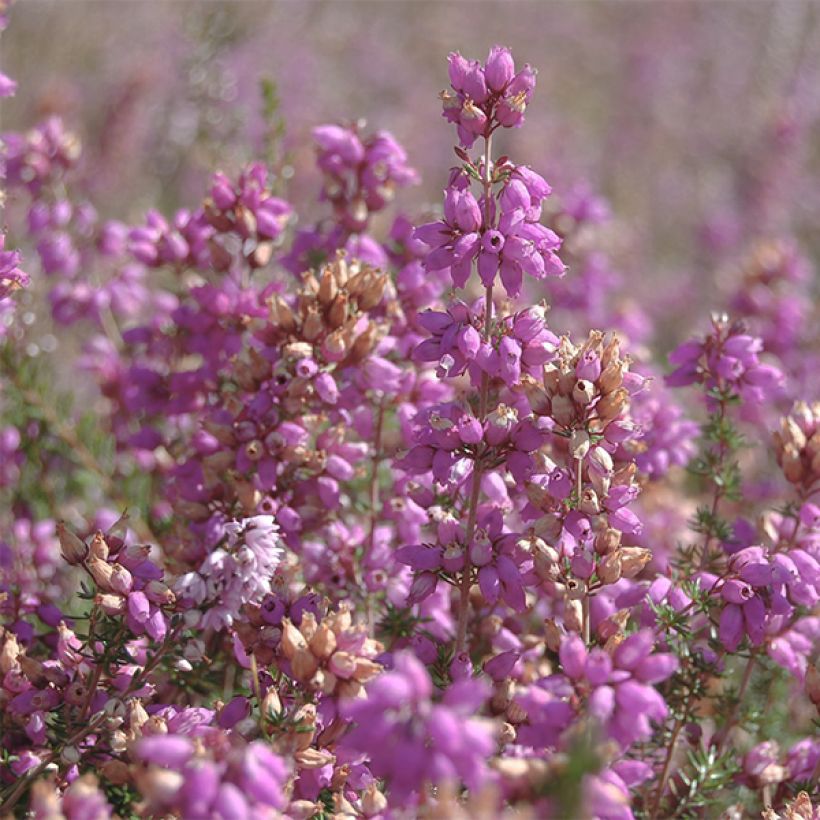 Besenheide H.E Beale - Calluna vulgaris (Blüte)