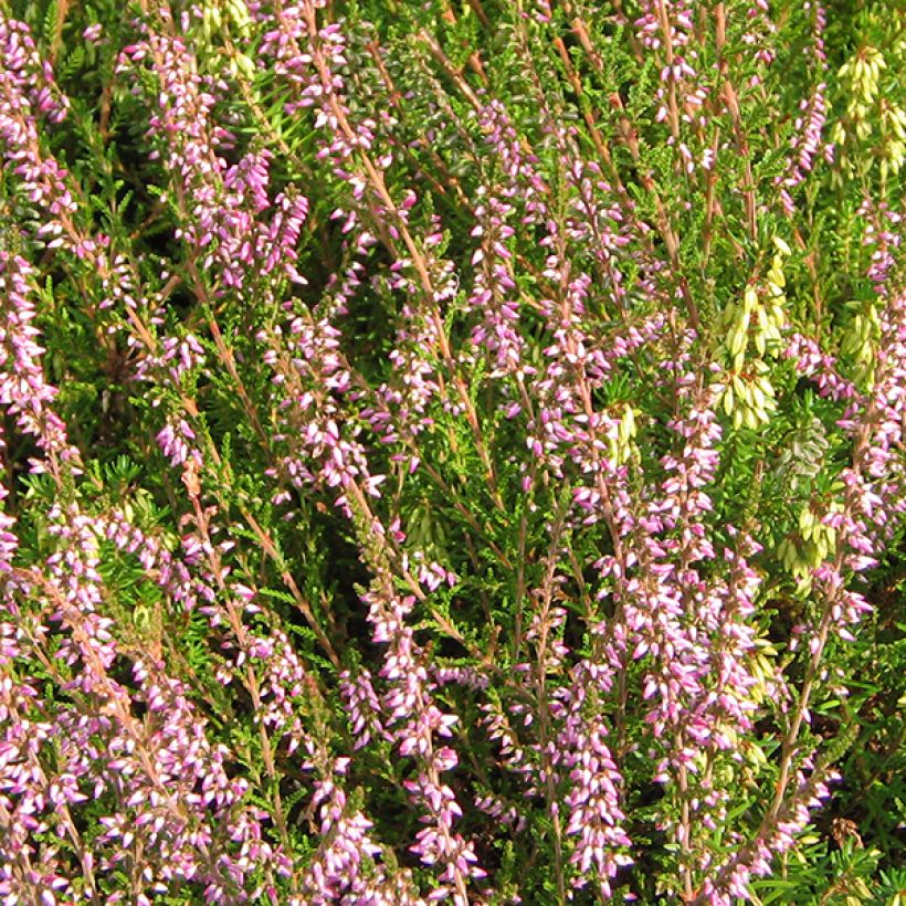 Besenheide Marleen - Calluna vulgaris (Blüte)