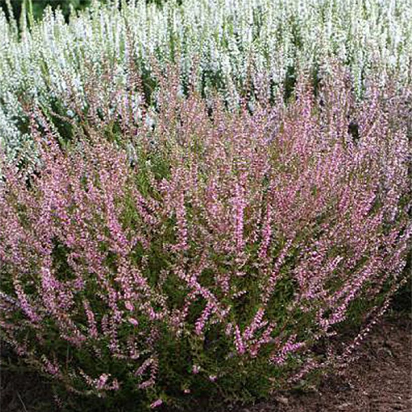 Besenheide Marlies - Calluna vulgaris (Blüte)