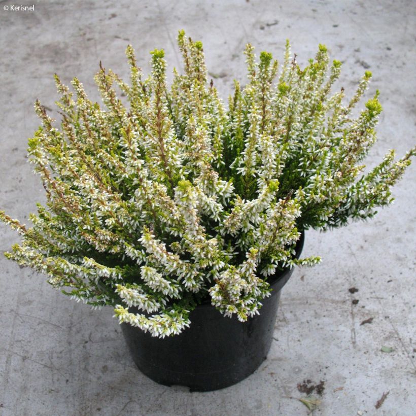 Besenheide Sandy - Calluna vulgaris (Hafen)