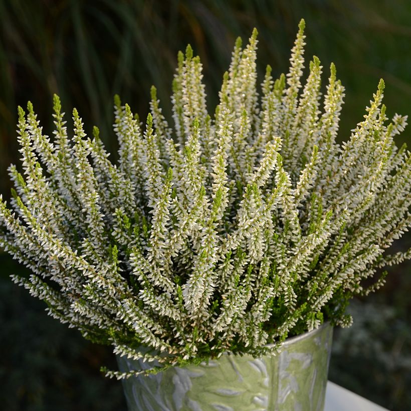 Besenheide Garden Girls Sarah - Calluna vulgaris (Hafen)