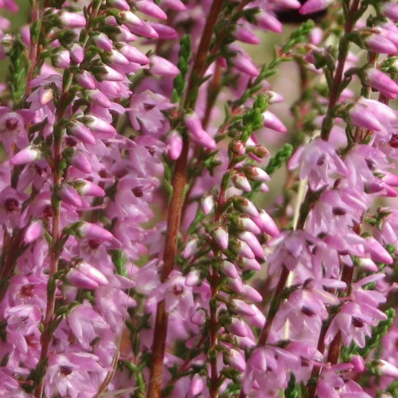 Besenheide Tib - Calluna vulgaris (Blüte)