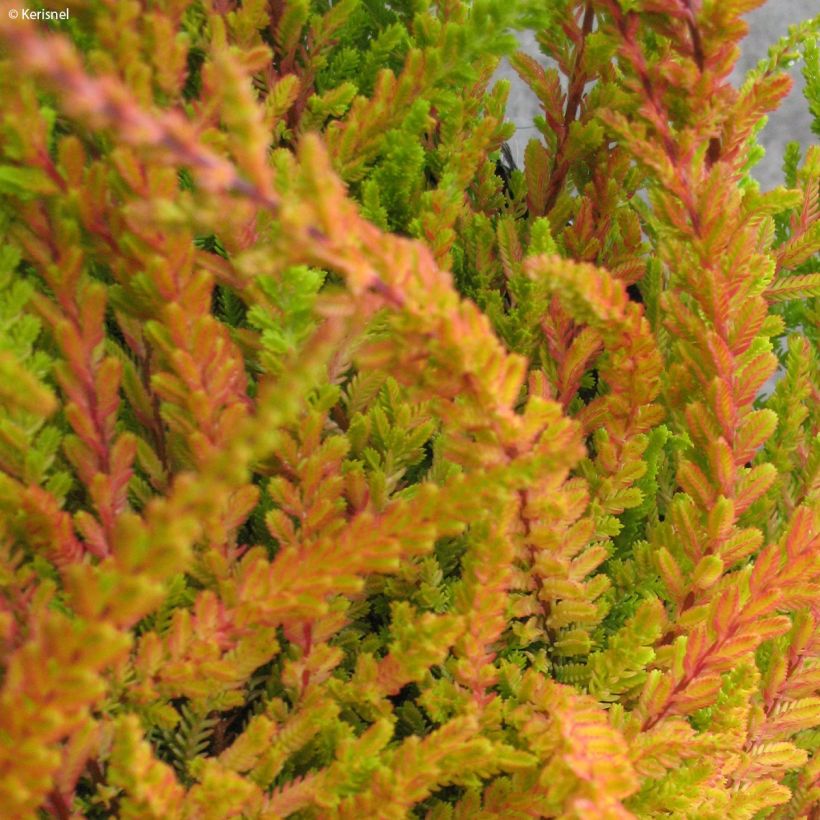 Besenheide Wickwar Flame - Calluna vulgaris (Laub)