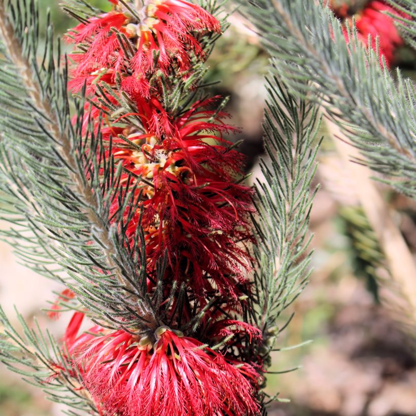 Calothamnus quadrifidus Grey Form (Blüte)