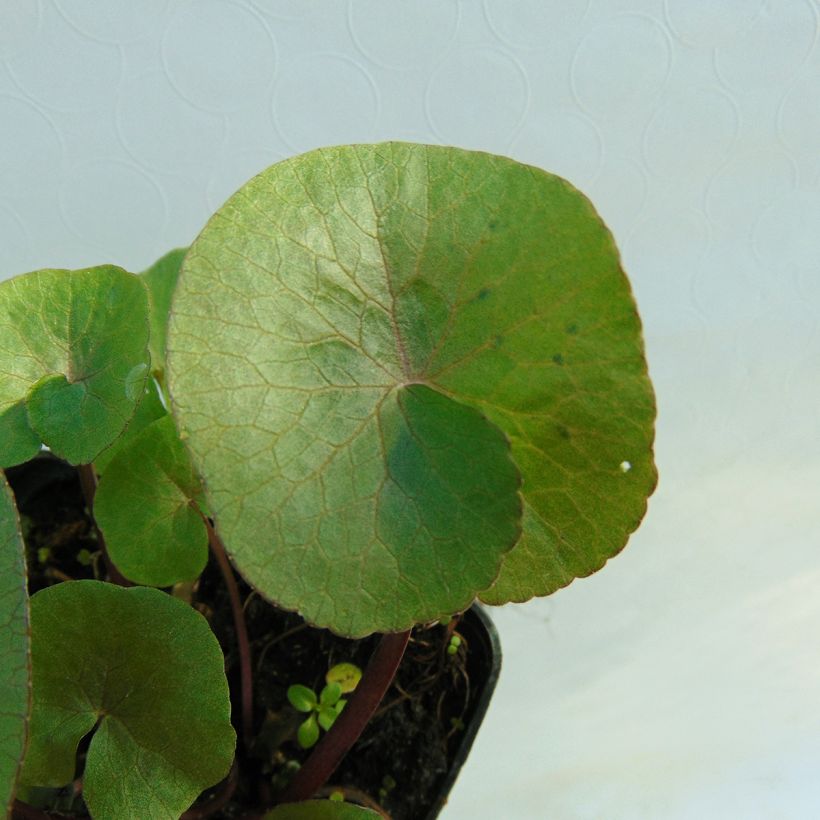 Caltha palustris Polypetala - Sumpf-Dotterblume (Laub)