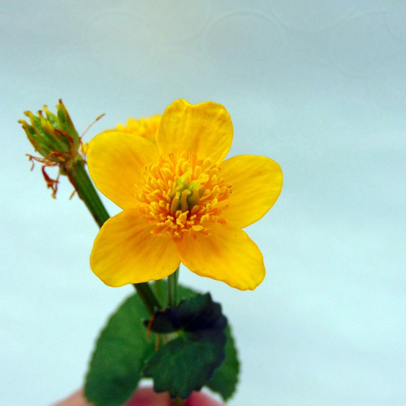 Caltha palustris Polypetala - Sumpf-Dotterblume (Blüte)