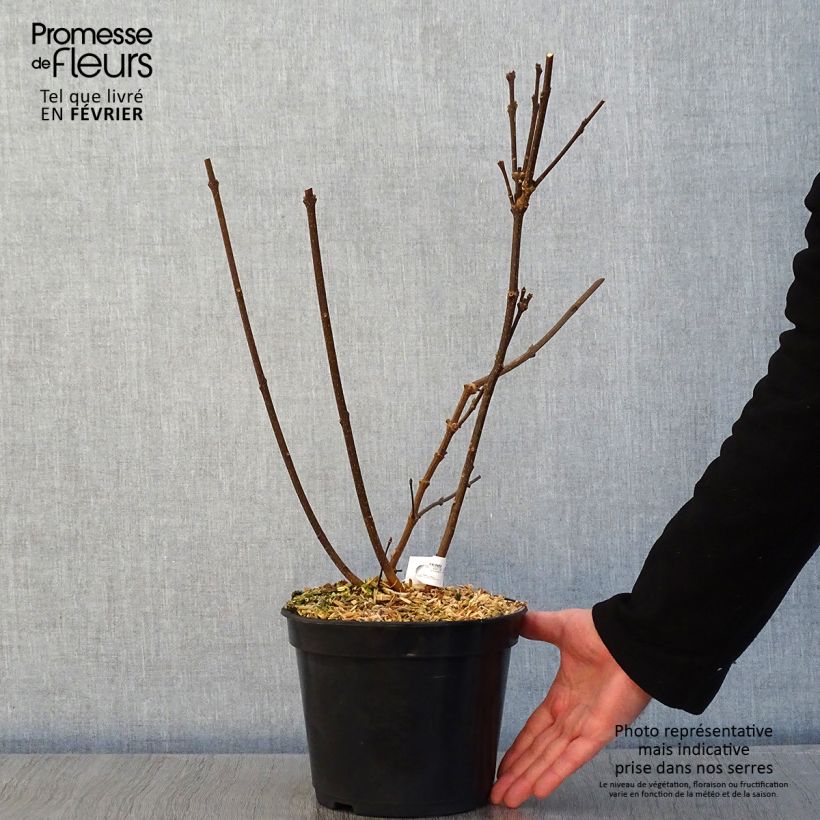 Exemplar von Calycanthus Michael Lindsay - Arbre aux anémones Pot de 4L/5L wie im Winter geliefert