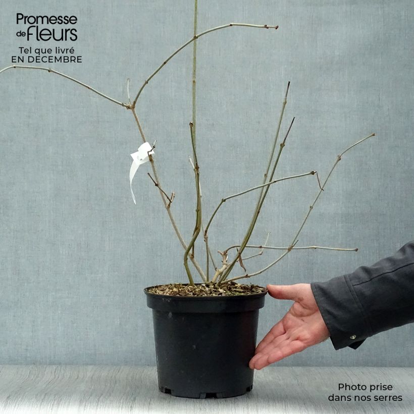 Exemplar von Calycanthus Venus - Arbre aux anémones pot 3,5L  wie im Winter geliefert