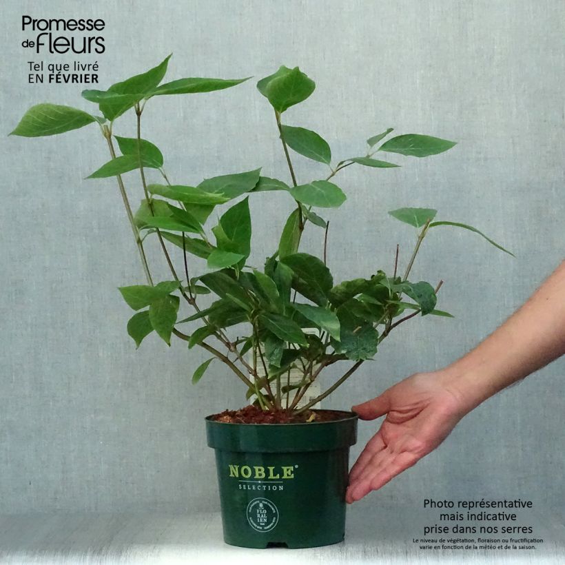 Exemplar von Calycanthus Venus - Arbre aux anémones pot 3,5L  wie im Herbst geliefert