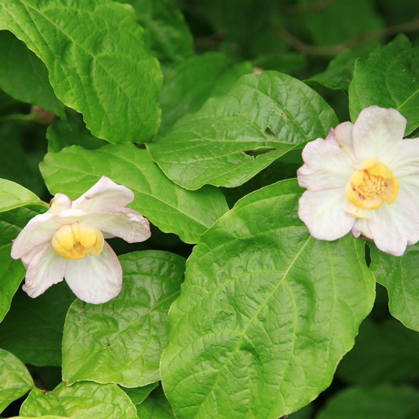 Calycanthus chinensis -Chinesische Wachsstrauch (Laub)