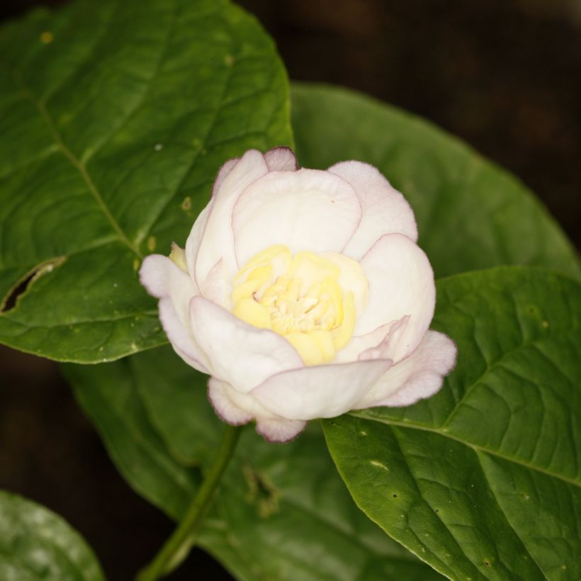 Calycanthus chinensis -Chinesische Wachsstrauch (Blüte)