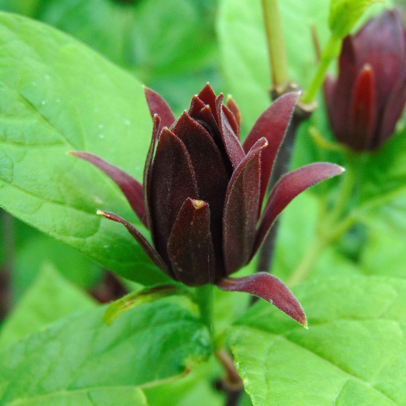 Calycanthus floridus - Echter Gewürzstrauch (Blüte)