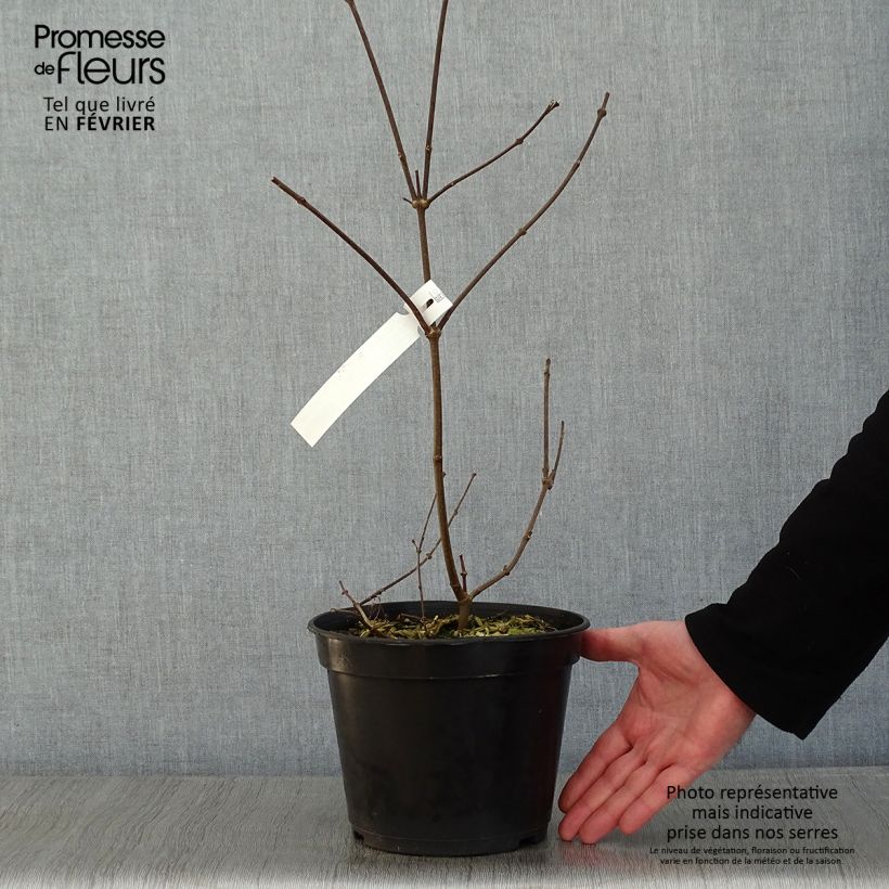 Exemplar von Calycanthus floridus Burgundy Spice - Arbre aux anémones Pot de 4L/5L wie im Winter geliefert