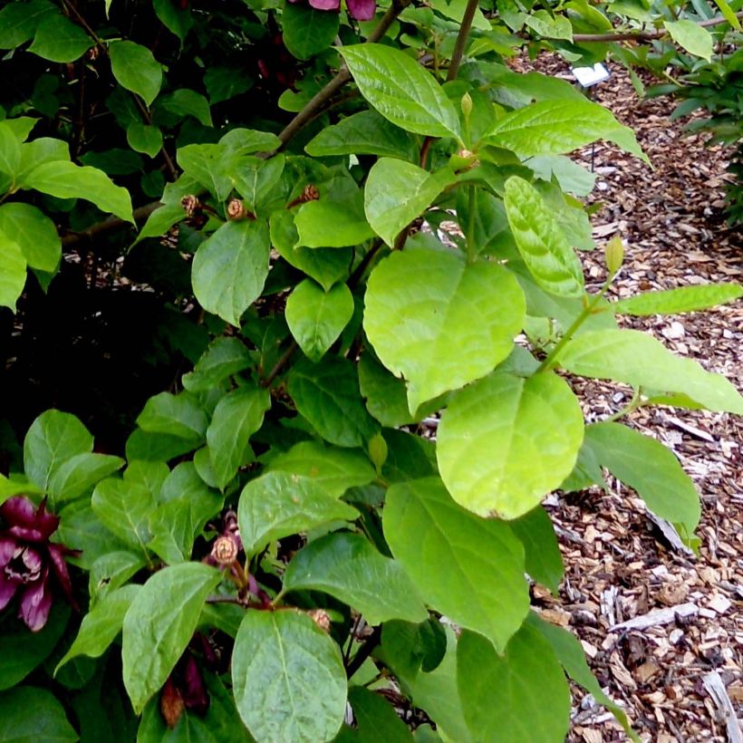 Calycanthus raulstonii Aphrodite - Gewürzstrauch (Laub)