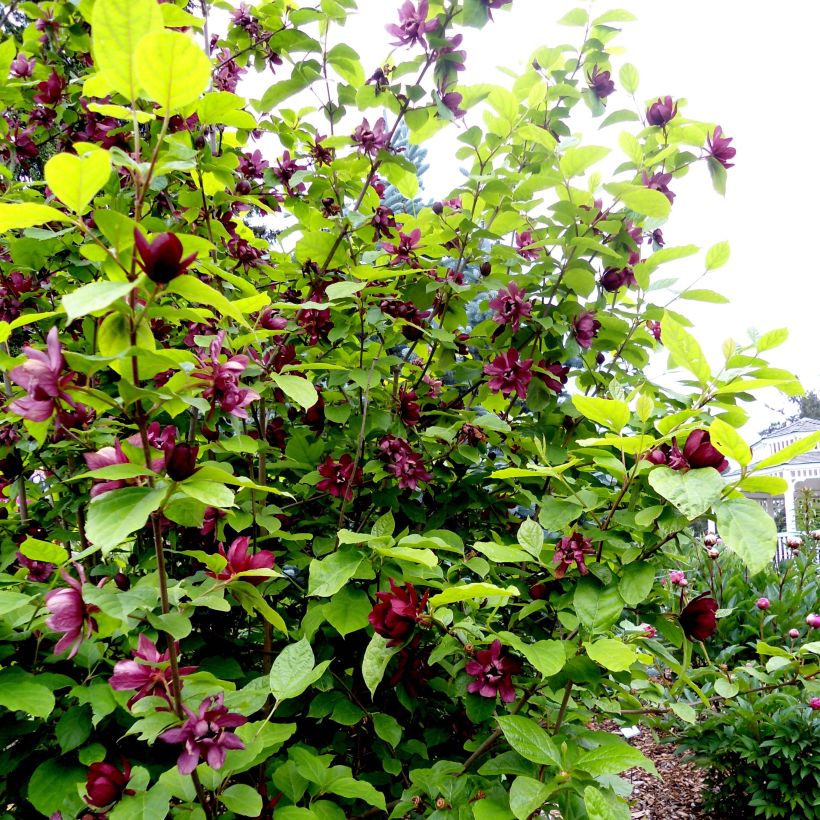 Calycanthus raulstonii Aphrodite - Gewürzstrauch (Hafen)