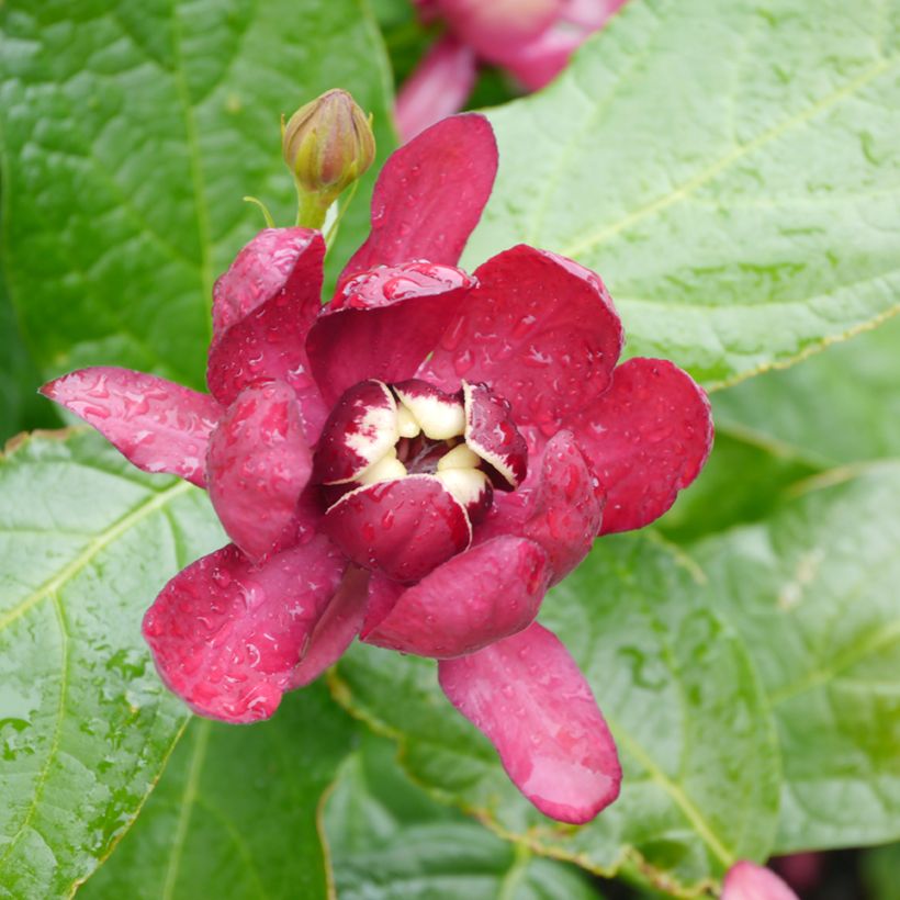 Calycanthus raulstonii Aphrodite - Gewürzstrauch (Blüte)