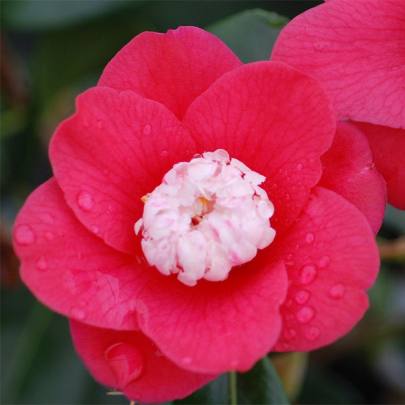 Camellia Marshmallow - Japanische Kamelie (Blüte)