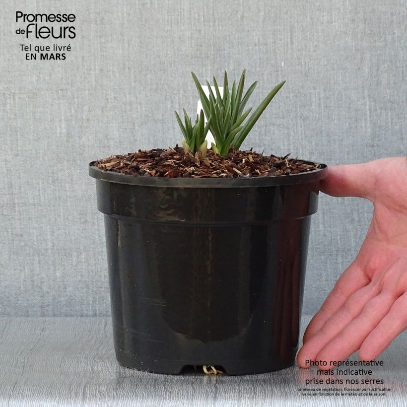 Exemplar von Camassia cusickii - Pot de 2L/3L wie im Winter geliefert