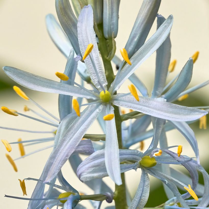 Camassia cusickii - Prärielilie (Blüte)