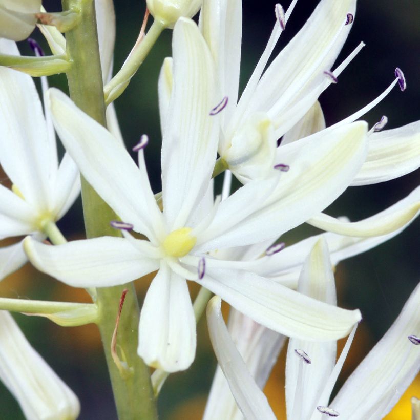 Camassia leichtlinii Alba - Prärielilie (Blüte)