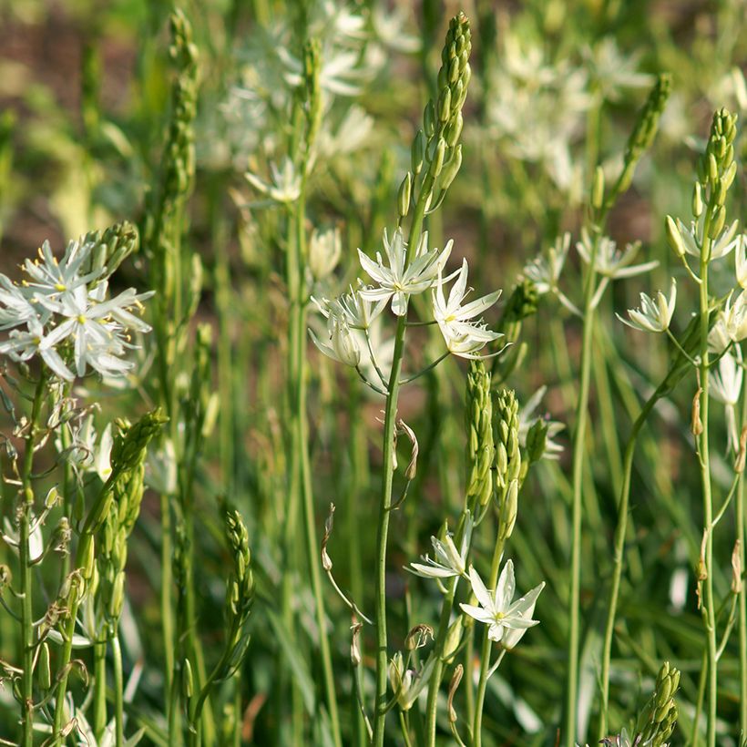 Camassia leichtlinii Alba - Prärielilie (Hafen)