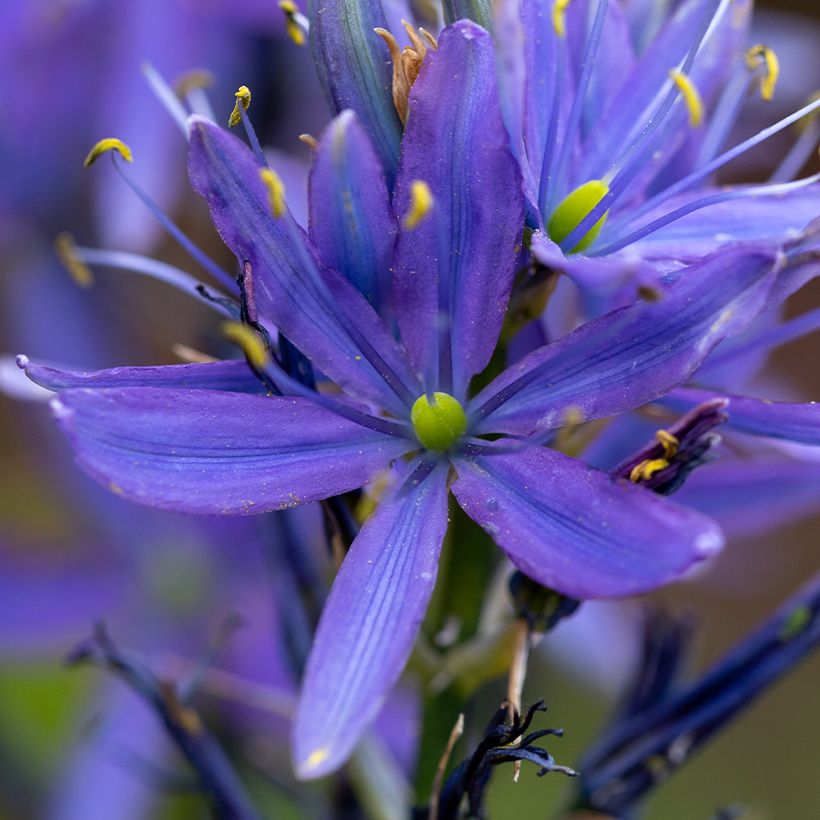 Camassia leichtlinii subsp. suksdorfii Caerulea - Prärielilie (Blüte)