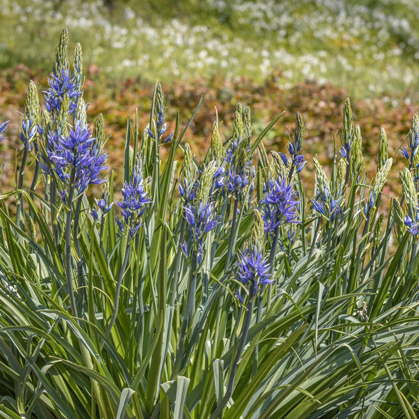 Camassia leichtlinii subsp. suksdorfii Caerulea - Prärielilie (Hafen)